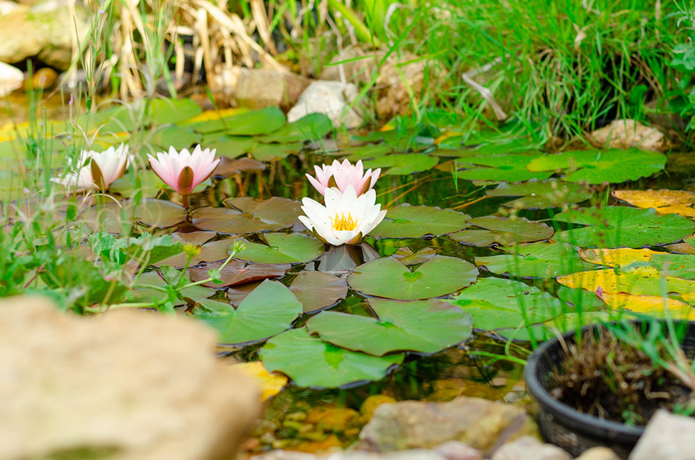 Natural pond in garden, bio garden with watterfall and water lilies