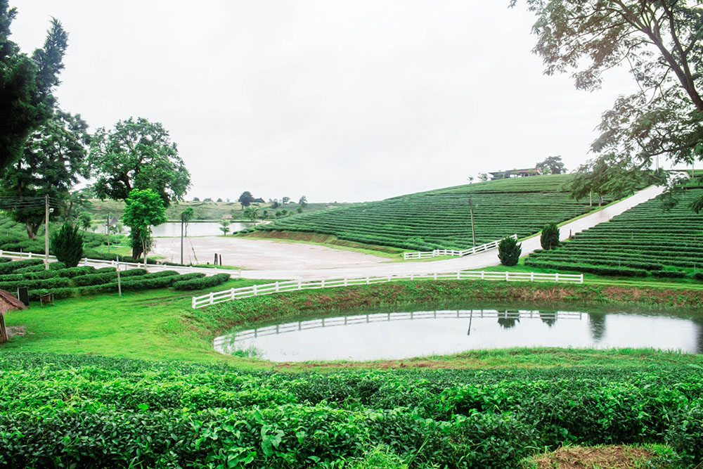 Tea plantation and pond on hill in the rainy season.